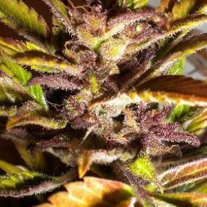 Purple Mazar by Flash Seeds – Relaxing – Mostly Indica – Regular – image 1 – Seed City