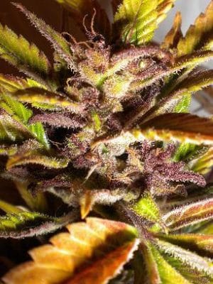Purple Mazar