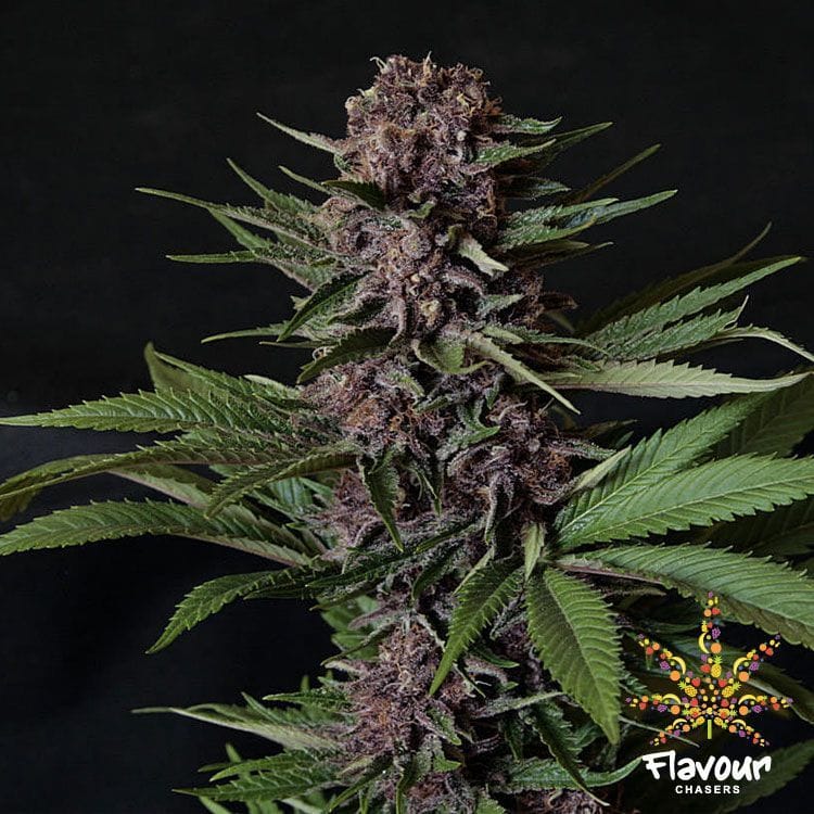 Purple Mazel Tov by Flavour Chasers – Female seeds – Super Strength – Mostly Indica – image 1 – Seed City