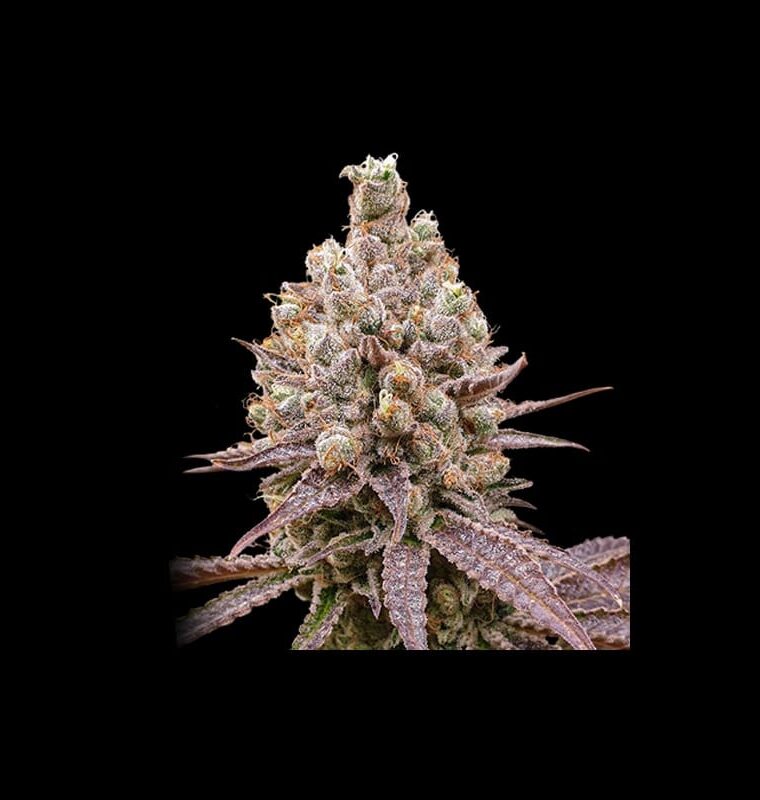Fruity – Feminized – Depression – Purple OG Punch strain – image 1 – from Super Sativa Seed Club via Seed City