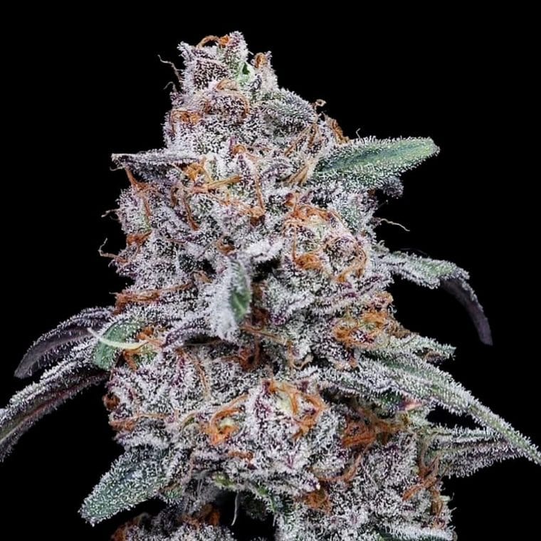 Purple People Eater Autoflowering cannabis – image 1 – Seed City