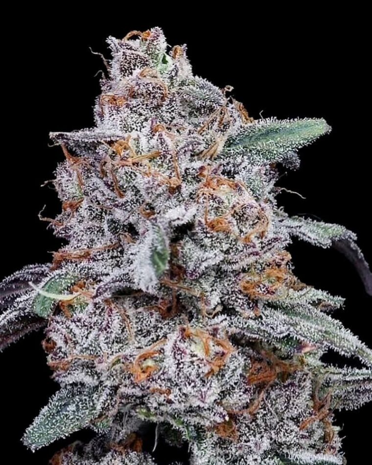 Purple People Eater Autoflowering cannabis – image 1 – Seed City