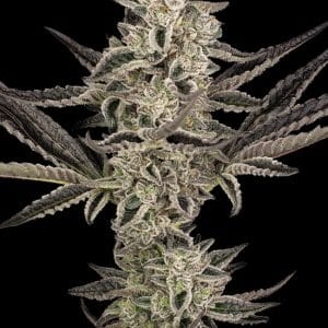 Purple Pickle Automatic by Sensi Research Seeds – Large yield – Indica Dominant – Sour – image 1 – Seed City