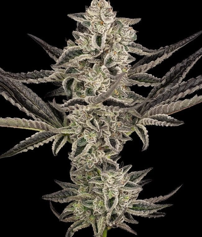 Purple Pickle Automatic by Sensi Research Seeds – Large yield – Indica Dominant – Sour – image 1 – Seed City