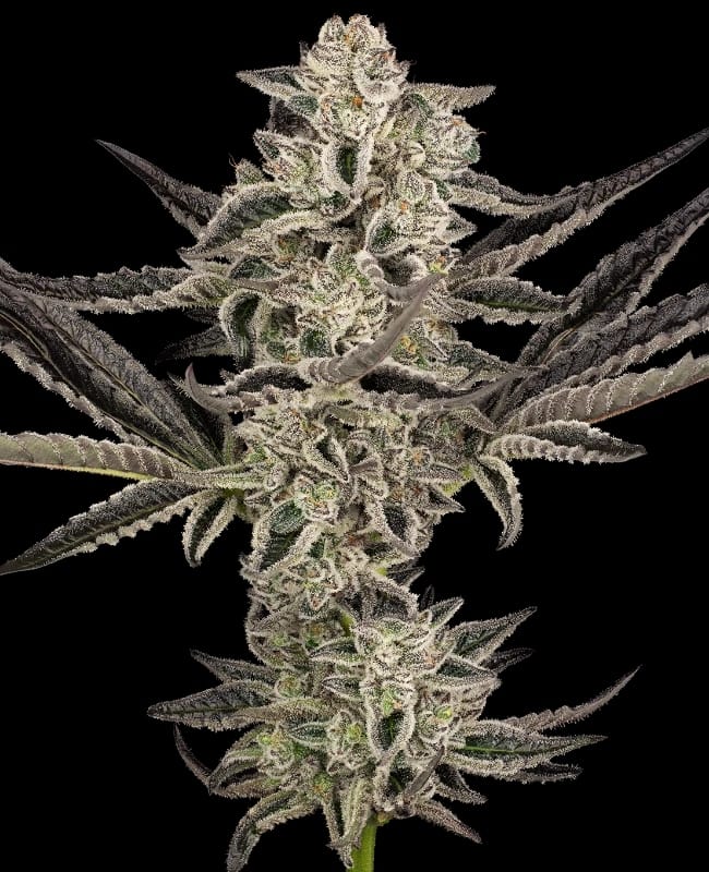Purple Pickle Automatic by Sensi Research Seeds – Large yield – Indica Dominant – Sour – image 1 – Seed City