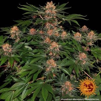 Purple Punch cannabis seeds – Super Strength – Large yield – Mostly Indica – image 8 from Seed City