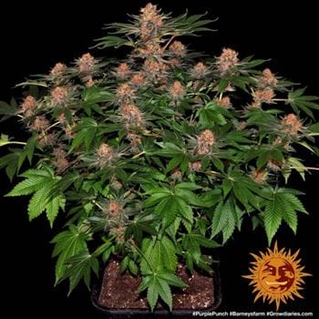 Purple Punch from Barneys Farm Seeds