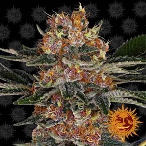 Purple Punch cannabis seeds – Super Strength – Cherry – Relaxing – image 1 from Seed City