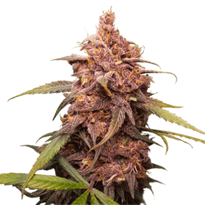 Purple Cannabis Seeds | Seed City