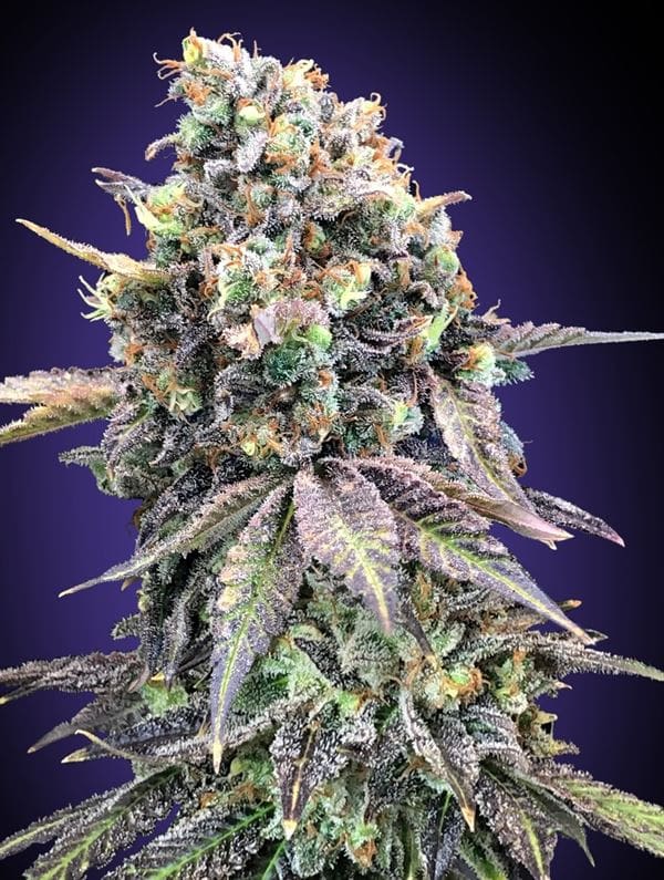 Image 1 of Purple Punch cannabis by OO Seeds – 12/12 Photoperiod – Super Strength – Middle of September – Seed City