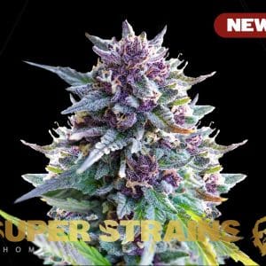 Purple Punch from Super Strains