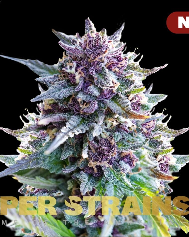 Purple Punch iz Super Strains