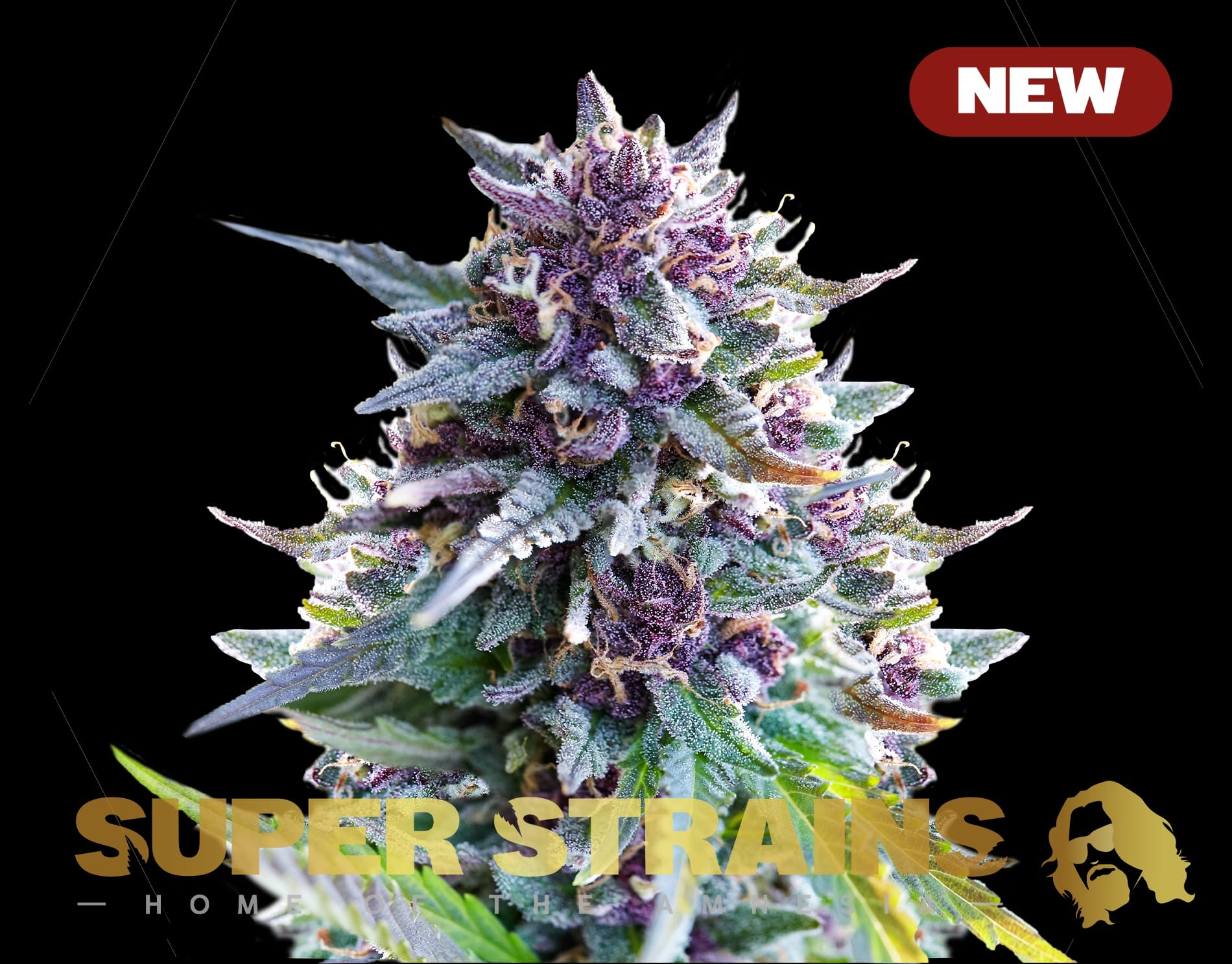Purple Punch from Super Strains