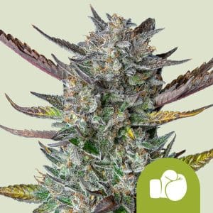 Purple Punch from Royal Queen Seeds