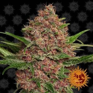 Sweet – Resistant to Mould – Auto-Flowering – Purple Punch Auto strain – image 1 – from Barneys Farm Seeds via Seed City