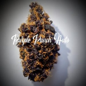 Purple Punch Auto by TasteBudz Seeds – Cerebral – Grape – Guaranteed female plants – image 1 – Seed City