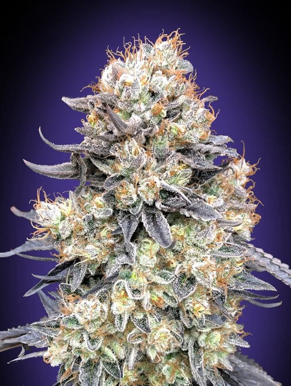 Purple Punch Auto by OO Seeds – Indica-heavy – Suited for indoor growing – Feminized – image 1 – Seed City