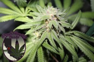 Purple Punch BX