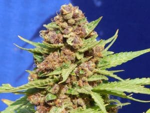 Purple Punch Cookies