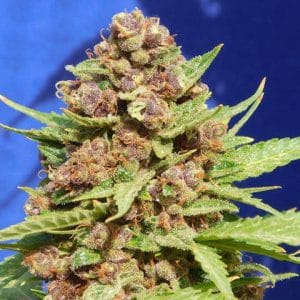 Purple Punch Cookies cannabis seeds – Indoor – Middle of October – 50% Indica/50% Sativa – image 1 from Seed City