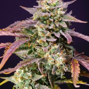 Image 1 of Purple Punch OG XL Auto cannabis by Sweet Seeds – Feminized – Outdoor – Auto-Flowering – Seed City