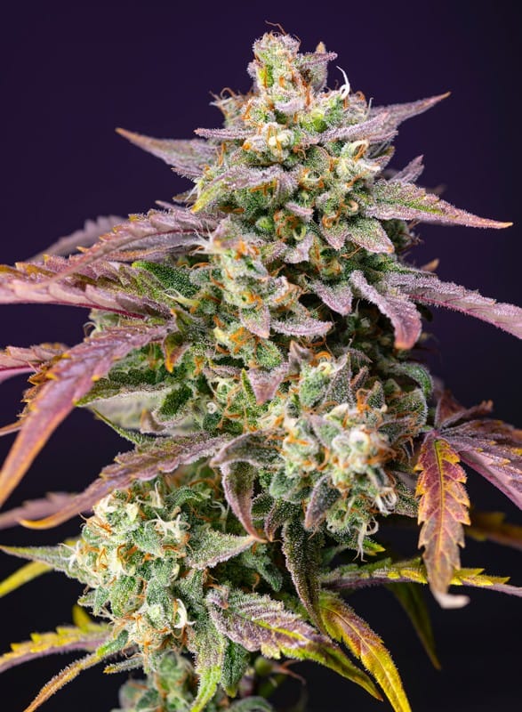 Image 1 of Purple Punch OG XL Auto cannabis by Sweet Seeds – Feminized – Outdoor – Auto-Flowering – Seed City