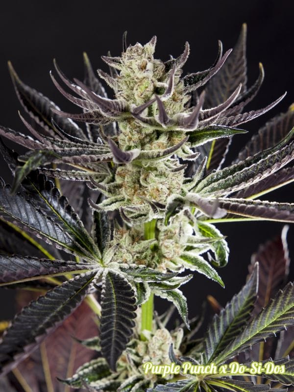 Fruity – Indoor – Narcotic – Purple Punch x Do-Si-Dos strain – image 1 – from Philosopher Seeds via Seed City