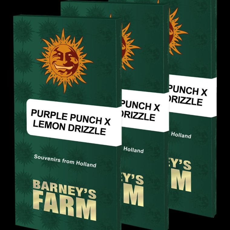 Purple Punch x Lemon Drizzle by Barneys Farm Seeds – Feminized – Tangy – Beginning of October – image 1 – Seed City