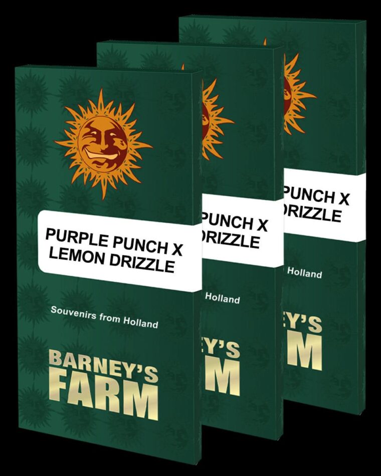 Purple Punch x Lemon Drizzle by Barneys Farm Seeds – Feminized – Tangy – Beginning of October – image 1 – Seed City