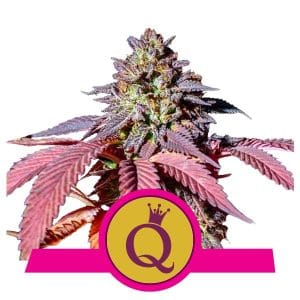 Purple Queen by Royal Queen Seeds – Super Strength – Middle of September – Piney – image 1 – Seed City