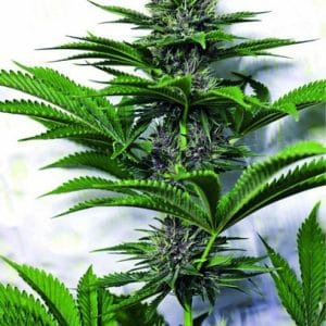 Image 1 of Purple Ryder cannabis by Joint Doctor Seeds – Female seeds – Auto-Flowering – Outdoor – Seed City