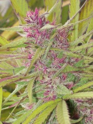 Purple Satellite