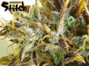 Purple Sirius Kush Auto