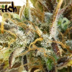 Image 1 of Purple Sirius Kush Auto cannabis by Flash Seeds – Feminized – Fruity – Short (up to 80cm) – Seed City