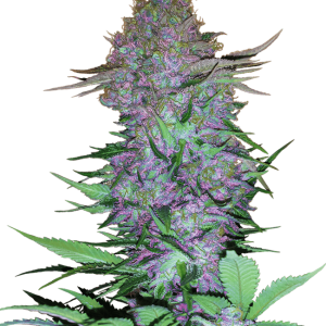 Purple Skunk Automatic by Sensi Seeds – Spicy – Relaxing – Auto-Flowering – image 1 – Seed City