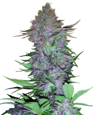 Purple Skunk Automatic