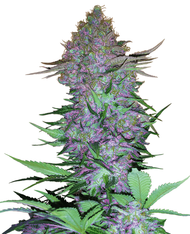 Purple Skunk Automatic by Sensi Seeds – Spicy – Relaxing – Auto-Flowering – image 1 – Seed City