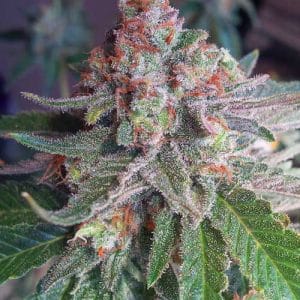 Euphoric – Hashy – 12/12 Photoperiod – Purple Skunk Mass strain – image 1 – from Critical Mass Collective via Seed City