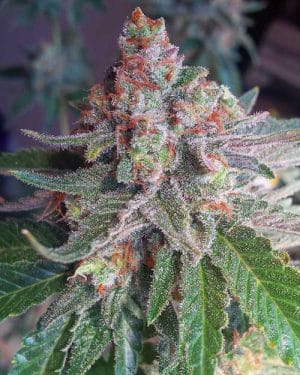 Purple Skunk Mass