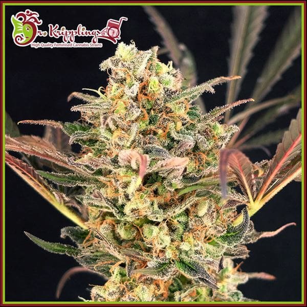 Image 1 of Purple Slap Auto cannabis by Dr Krippling Seeds – Tangy – Super Strength – Indica-heavy – Seed City