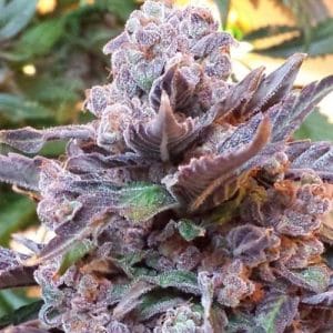 Purple Strawberry Bliss