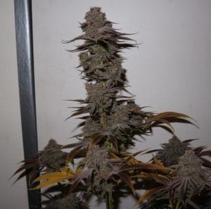 Purple Strawberry Sherbert
