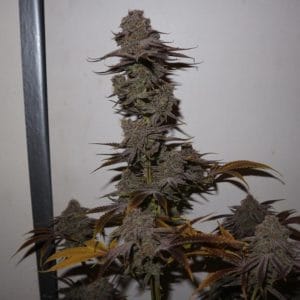 Purple Strawberry Sherbert cannabis – image 1 – Seed City