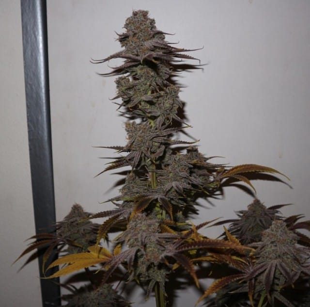 Purple Strawberry Sherbert cannabis – image 1 – Seed City