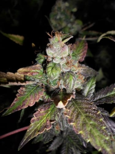 showing 12/12 Photoperiod – Female seeds – Sativa – image 1 – Seed City