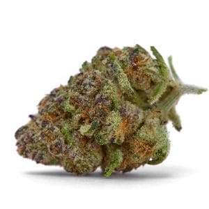 Purple Sunset Autoflower