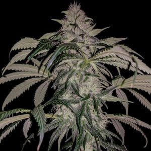 Purple Swish Haze