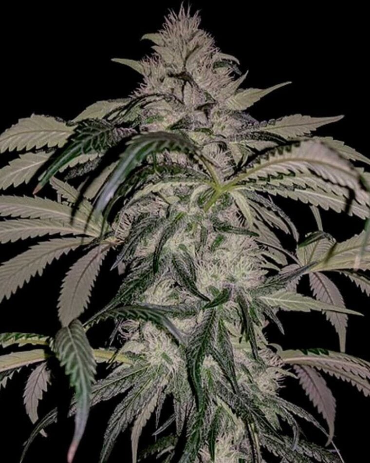 Image 1 of Purple Swish Haze cannabis by Rare Dankness Seeds – Metallic – Regular – Good for outdoor grow – Seed City