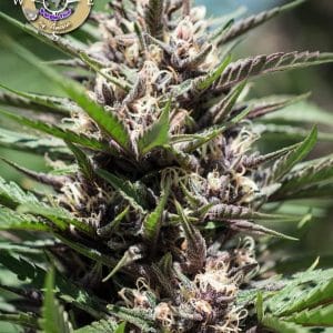 Purple Thai cannabis seeds – Super Strength – Female seeds – 12/12 Photoperiod – image 1 from Seed City