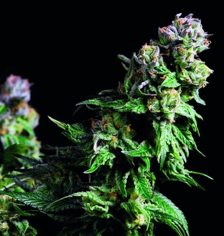 Image 1 of Purple Urkle cannabis by Pyramid Seeds – Feminized – Outdoor – Super Strength – Seed City